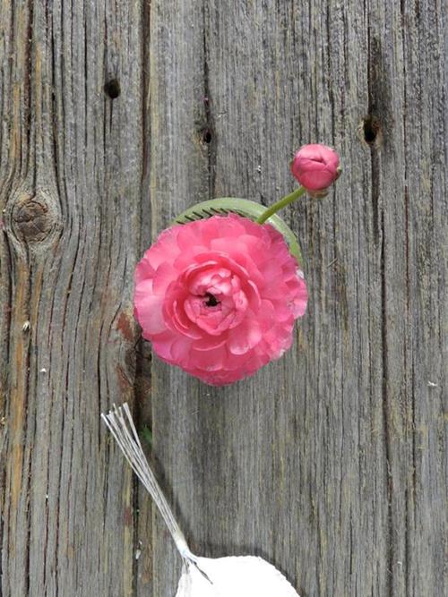 PINK RANUNCULUS